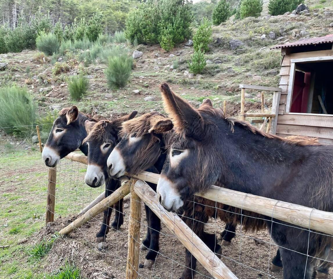 ホテル Mountain Eco Shelter 3 Corujeira de Dentro エクステリア 写真